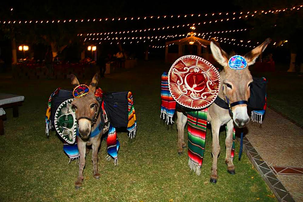 Corona Ranch Beverage Donkeys