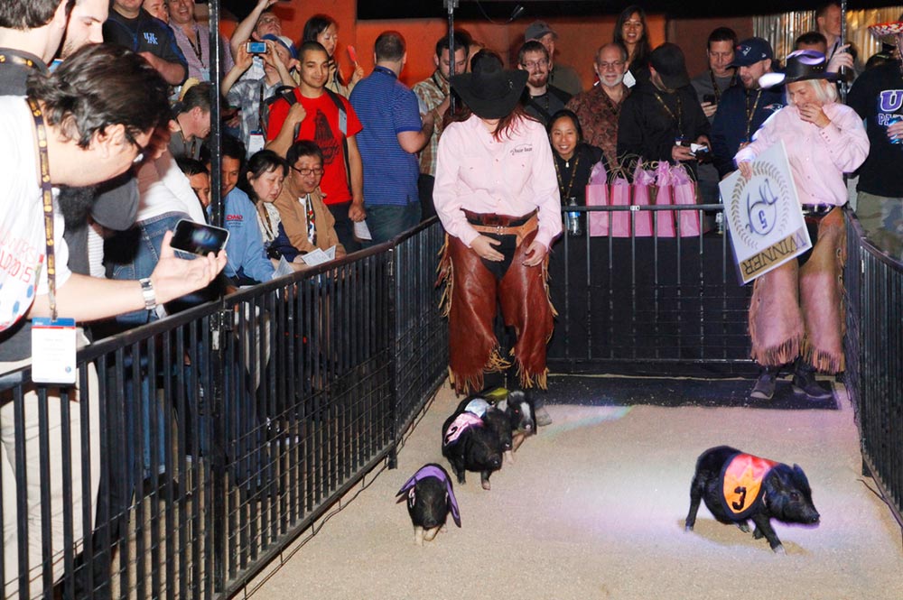 Corona Ranch Pig Race