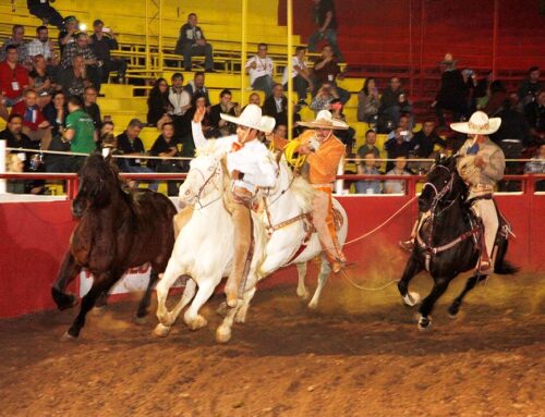 Rodeo Show Paso Horse